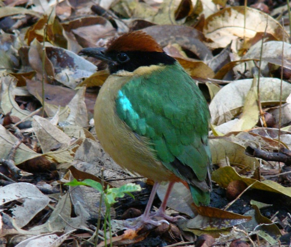 Green-breasted pitta